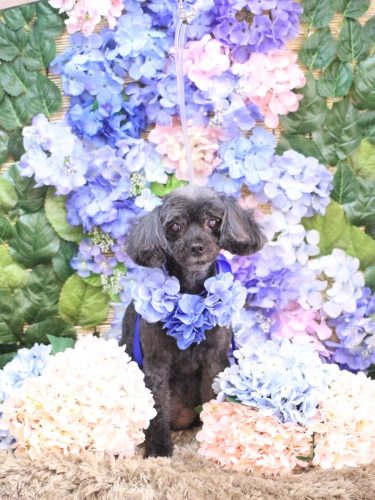 20250604ピピちゃん